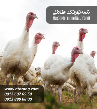 جوجه بوقلمون هیبرید یک ماهه